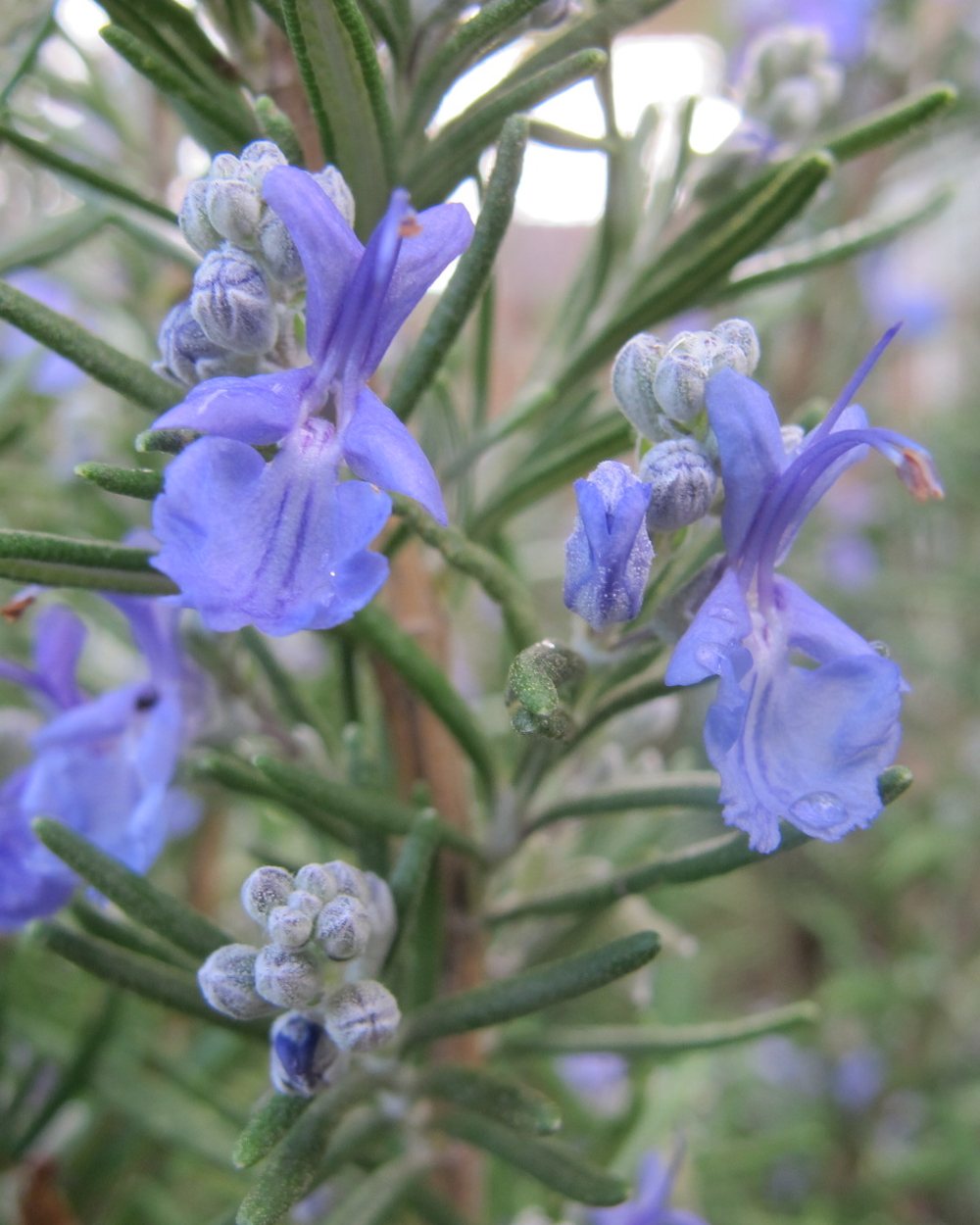 Alecrim (Salvia rosmarinus)