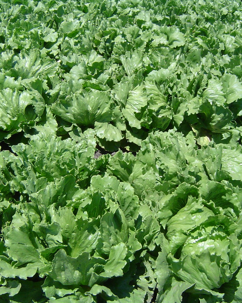 Alface (Lactuca sativa)