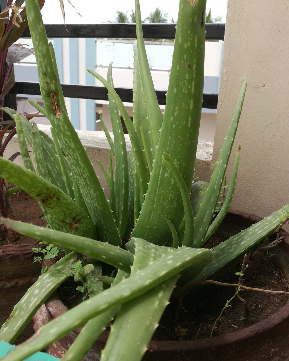Babosa (Aloe vera)