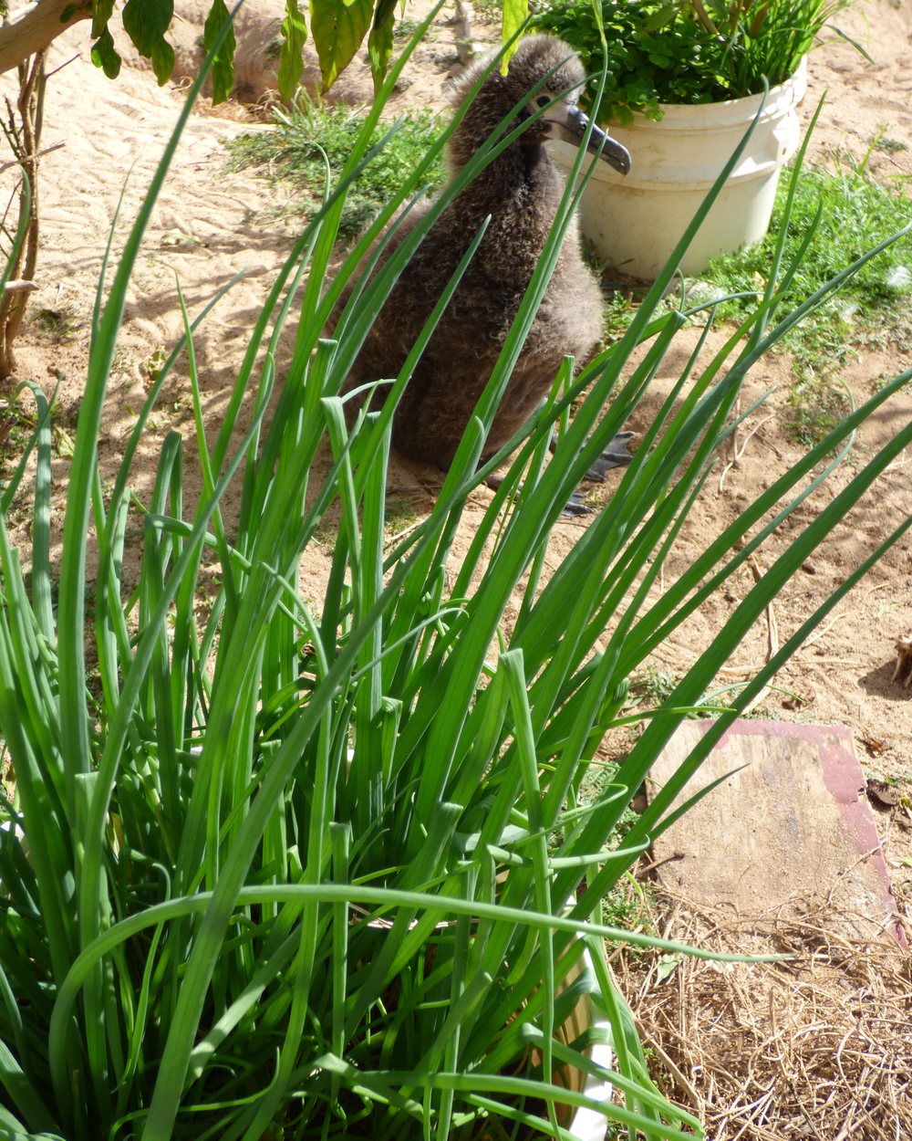 Cebolinha (Allium fistulosum)