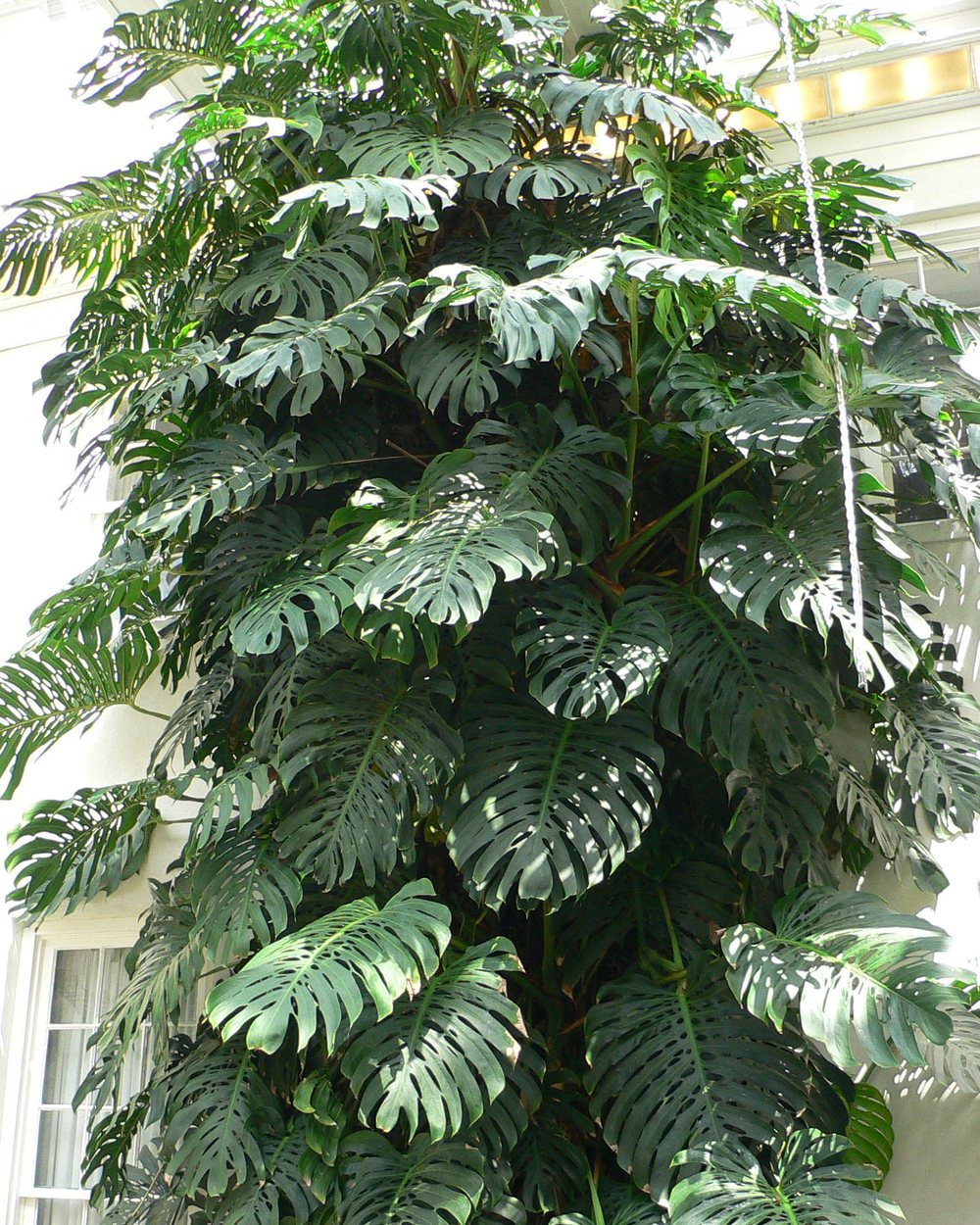 Costela-de-adão (Monstera deliciosa)