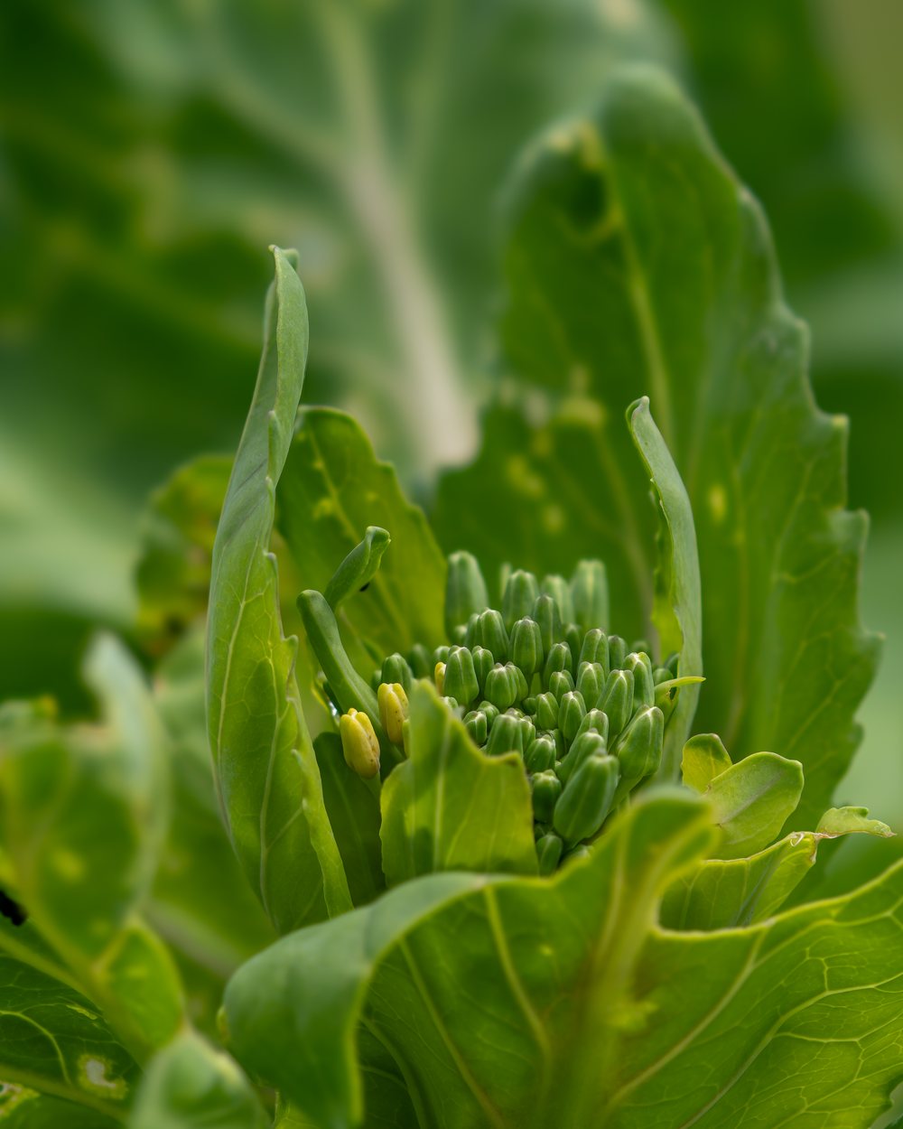 Couve-manteiga (Brassica oleracea var. acephala)