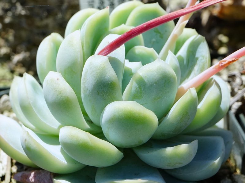 Echeveria
