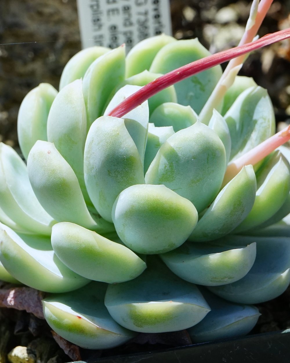 Echeveria (Echeveria elegans)