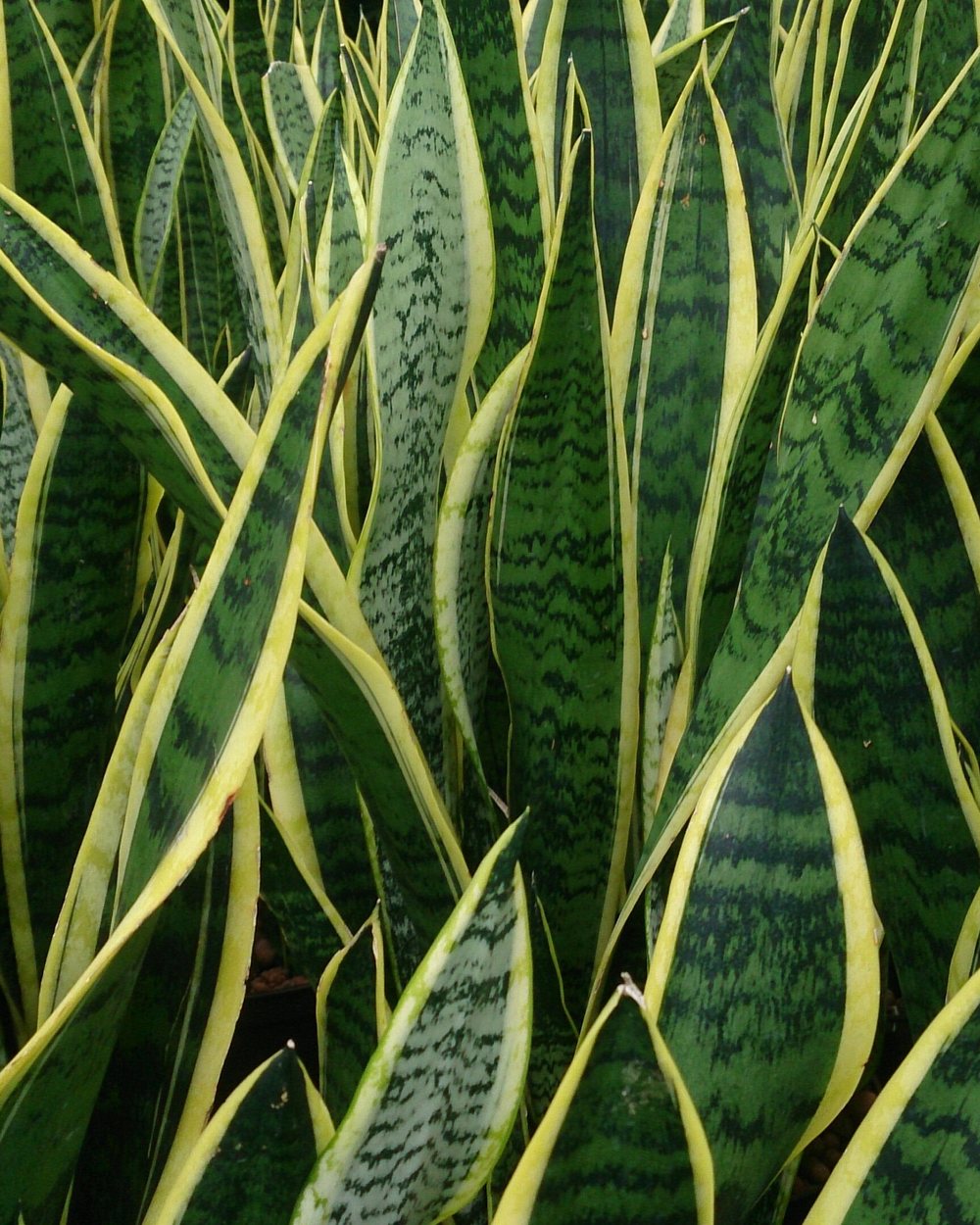 Espada-de-são-jorge (Dracaena trifasciata)