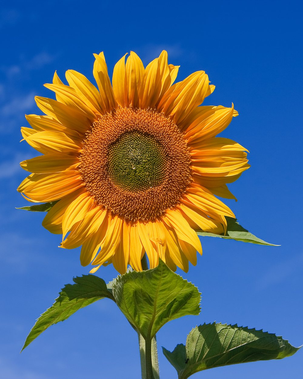 Girassol (Helianthus annuus)