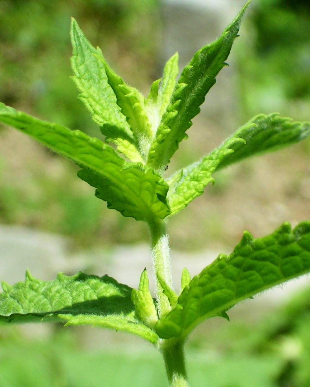 Hortelã (Mentha spicata)