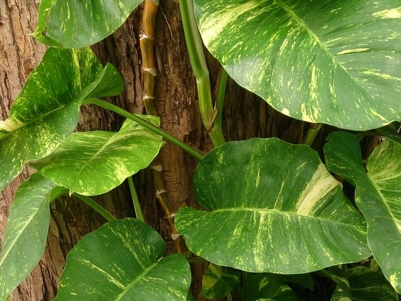 Jiboia