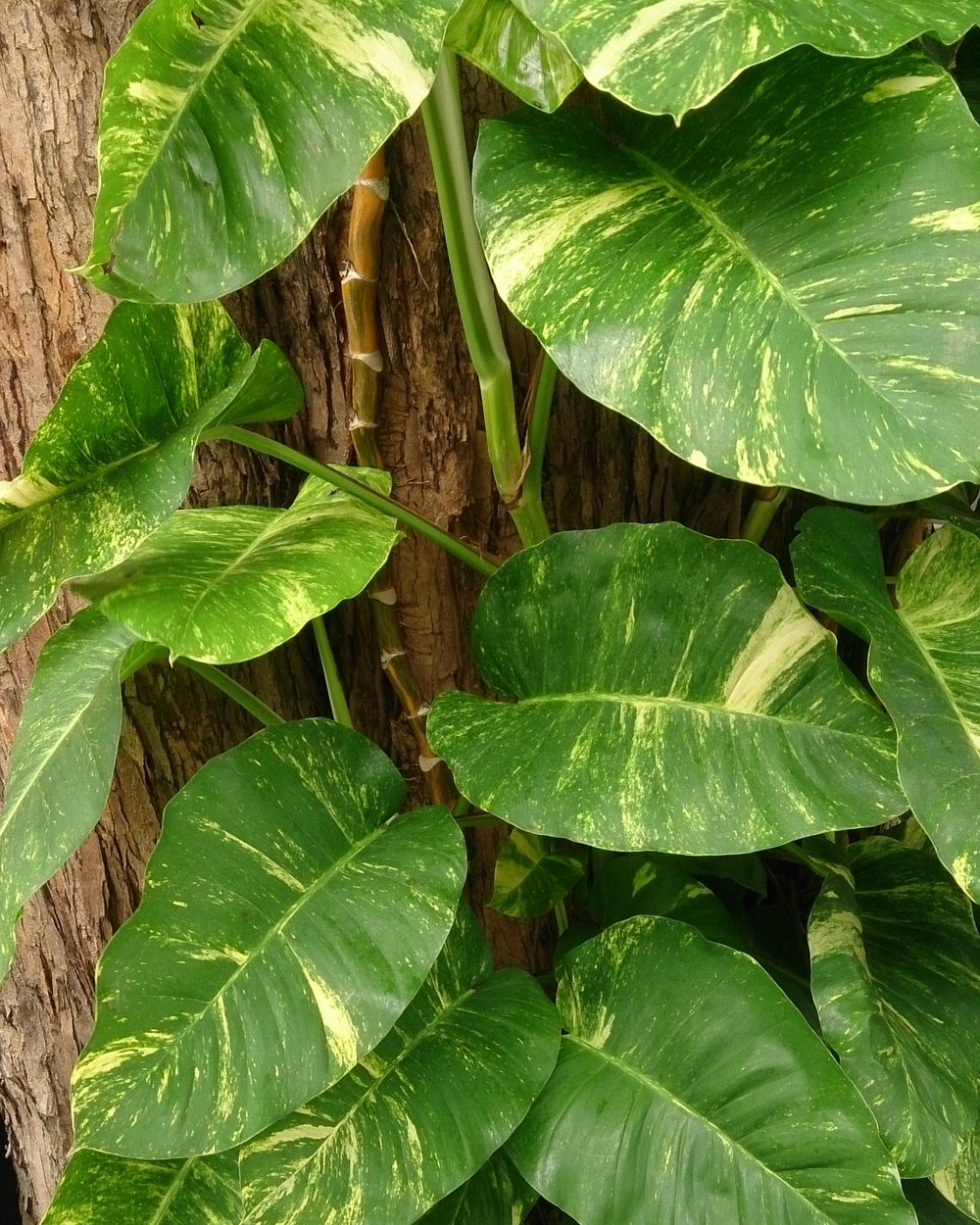 Jiboia (Epipremnum aureum)