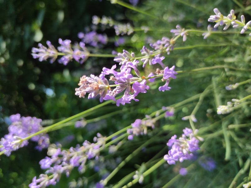 Lavanda
