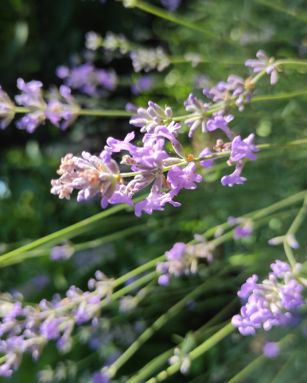 Lavanda (Lavandula angustifolia)
