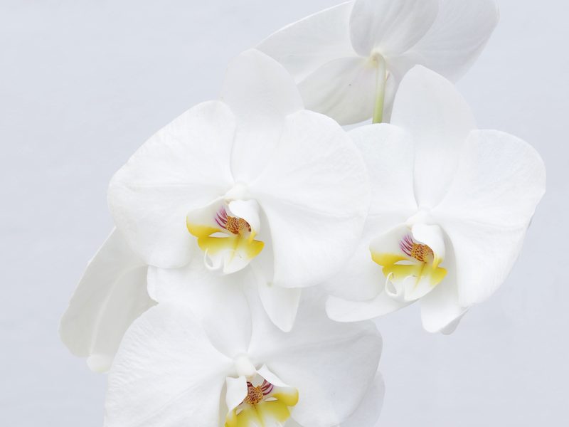 Orquídea Phalaenopsis