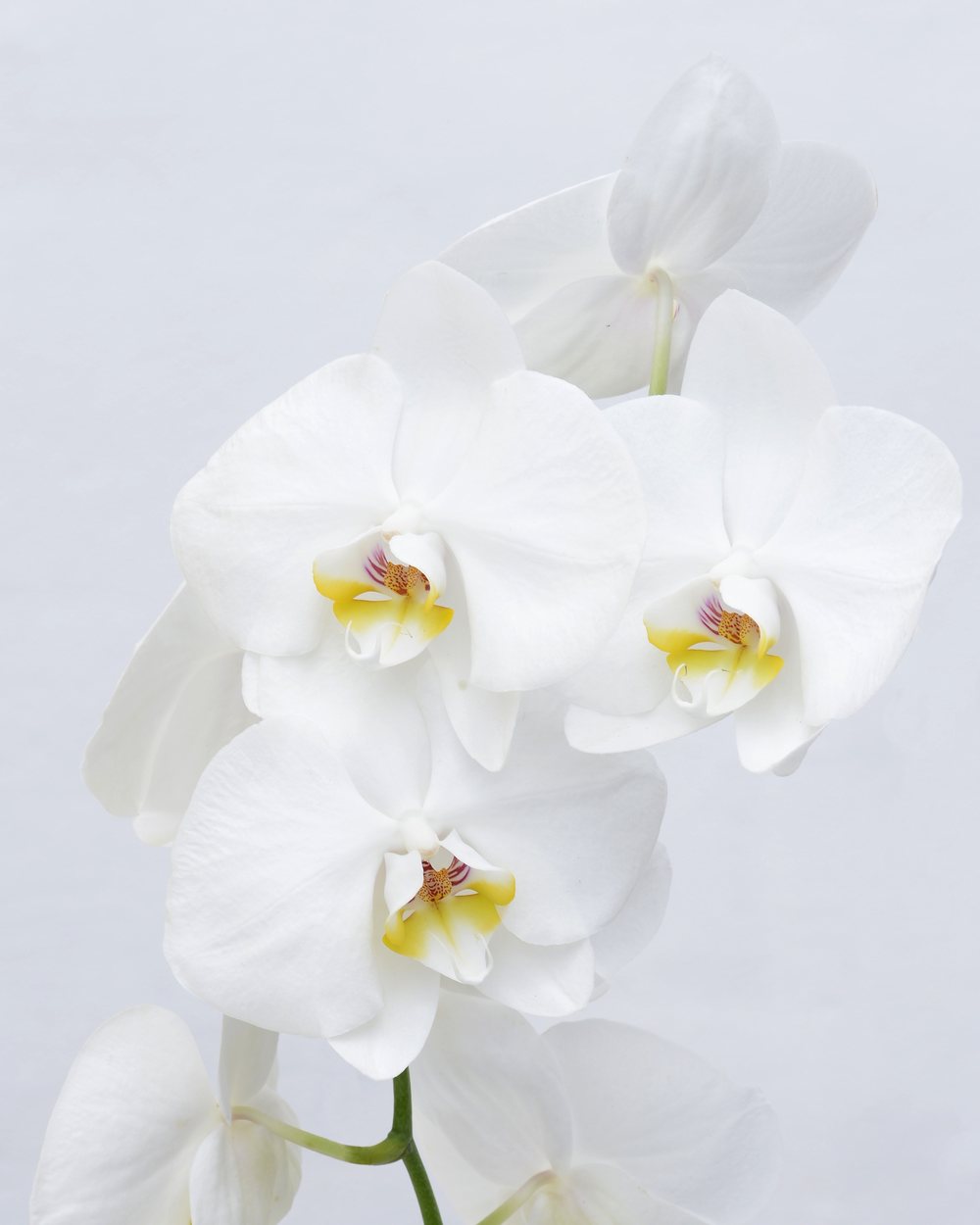 Orquídea Phalaenopsis (Phalaenopsis amabilis)