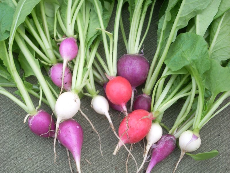 Rabanete