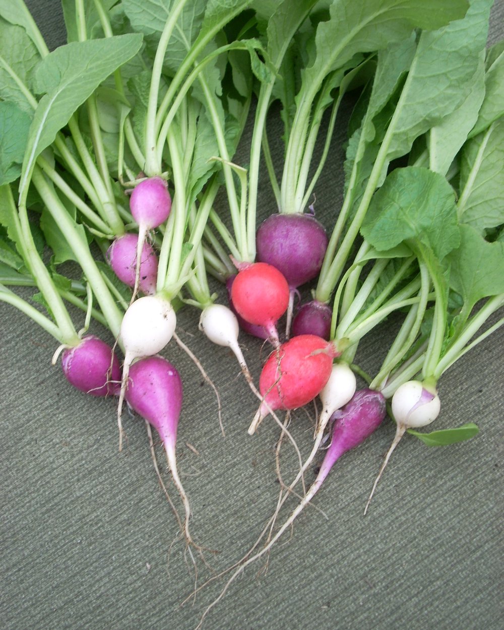 Rabanete (Raphanus sativus)