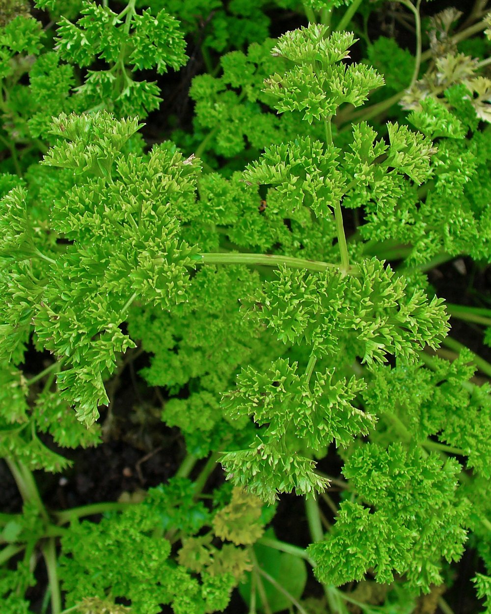 Salsinha (Petroselinum crispum)