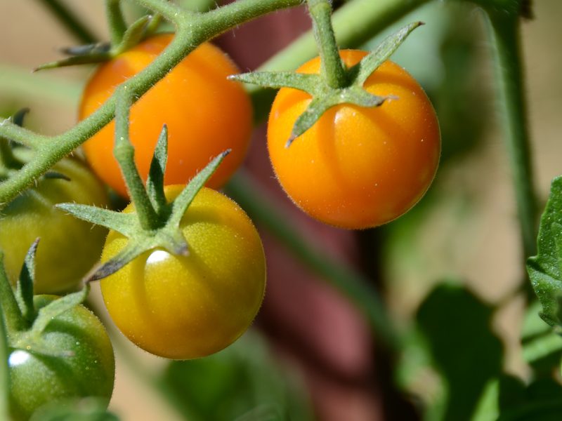 Tomate-cereja