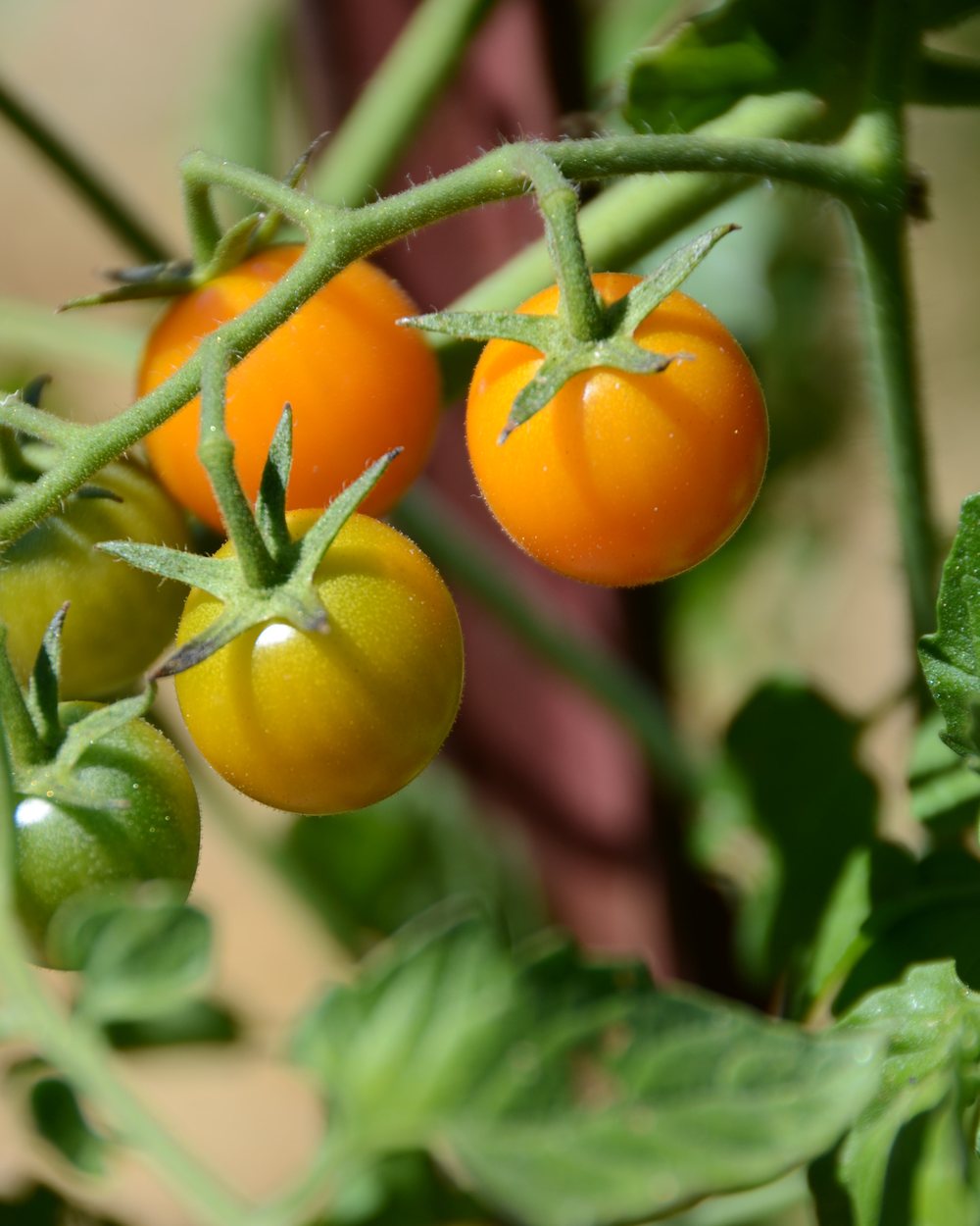 Tomate-cereja (Solanum lycopersicum var. cerasiforme)