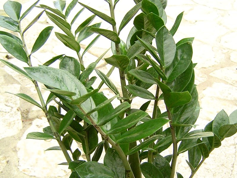 Zamioculca