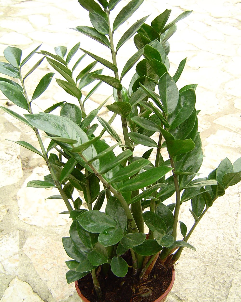 Zamioculca (Zamioculcas zamiifolia)